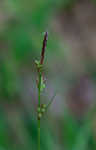 Fibrousroot sedge